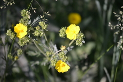 Potentilla gracilis