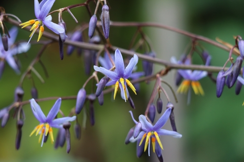 Dianella