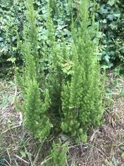 Erica lusitanica