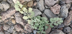 Malvella leprosa