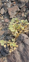 Malvella leprosa