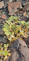 Malvella leprosa