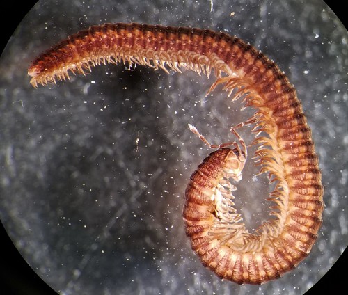 Tribe Delophonini · iNaturalist