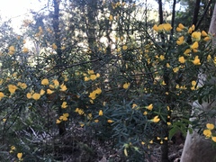 Pultenaea flexilis