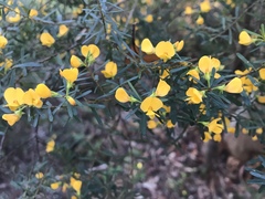 Pultenaea flexilis