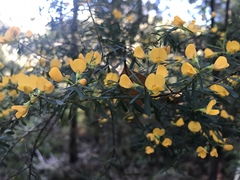 Pultenaea flexilis