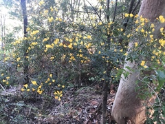 Pultenaea flexilis