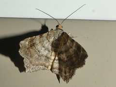 Macaria multilineata
