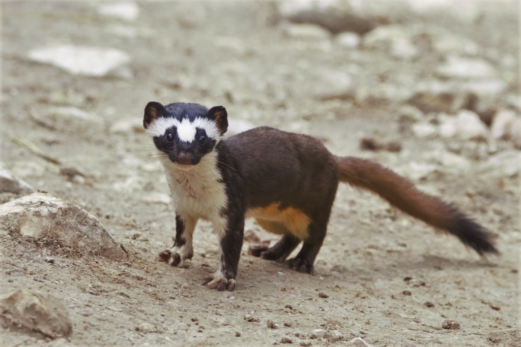Long-tailed Weasel from Benque Viejo Del Carmen on September 13, 2020 ...