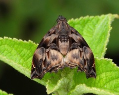 Noctuana