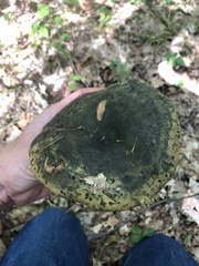Lactarius atroviridis