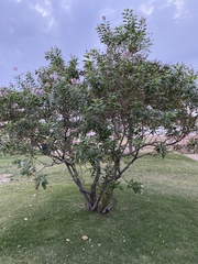 × chitalpa tashkentensis