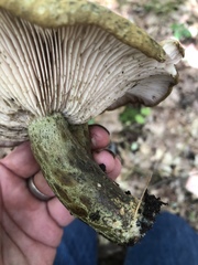 Lactarius atroviridis