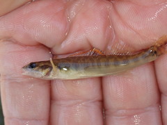 Percina phoxocephala