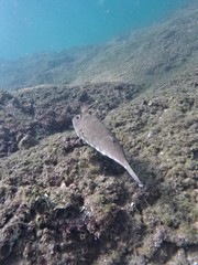 Sphoeroides lobatus