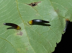Caryomyia subulata