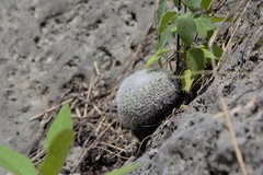 Mammillaria klissingiana