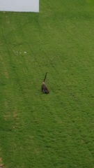 Nasua narica yucatanica