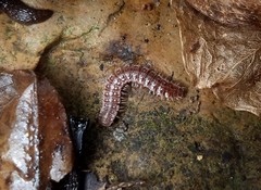 Pseudopolydesmus pinetorum