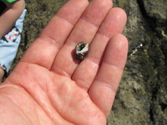 Acanthais brevidentata