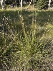 Elymus cinereus