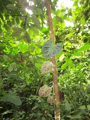 Philodendron verrucosum