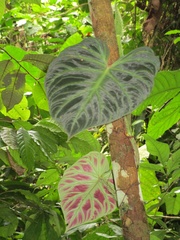 Philodendron verrucosum