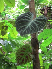 Philodendron verrucosum