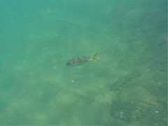 Caranx caninus