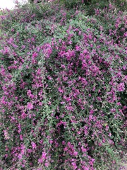 Lespedeza thunbergii