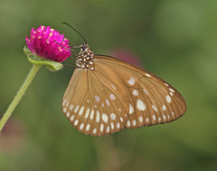 Euploea andamanensis