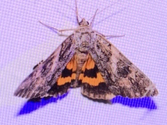 Catocala piatrix