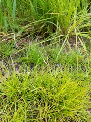 Eragrostis pectinacea pectinacea