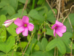 Oxalis bipartita