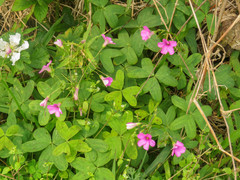 Oxalis bipartita