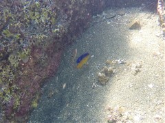 Stegastes flavilatus