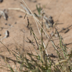 Paractaenum novae-hollandiae