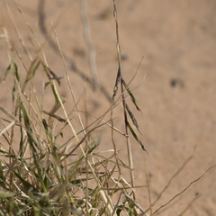 Paractaenum novae-hollandiae