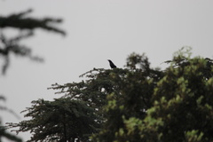 Aves