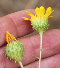 Grindelia hallii