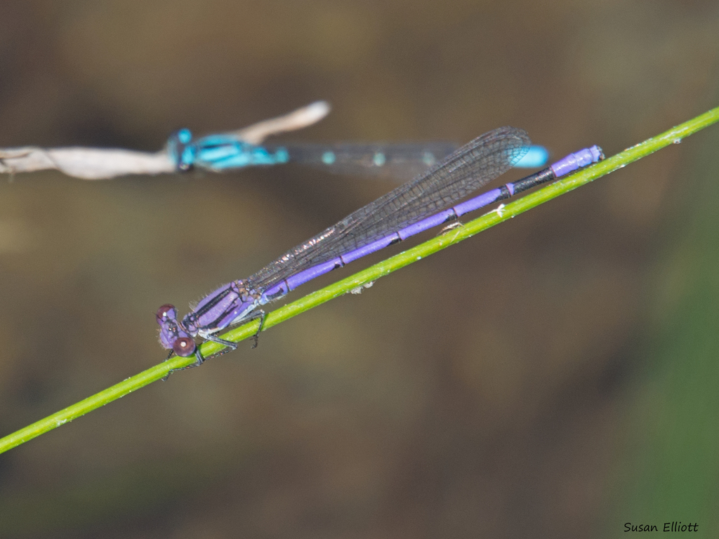 variable-dancer-dragonflies-and-damselflies-of-pinery-provincial-park