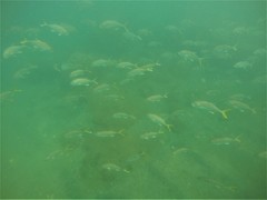Caranx caninus