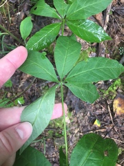 Lysimachia quadrifolia