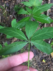 Lysimachia quadrifolia