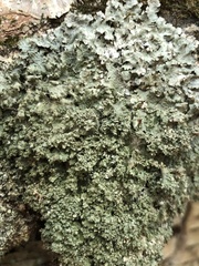 Punctelia appalachensis