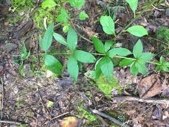 Lysimachia quadrifolia