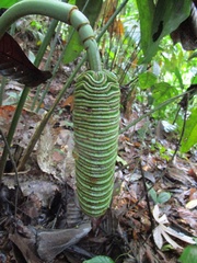 Cyclanthus bipartitus