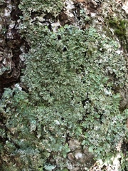 Punctelia appalachensis