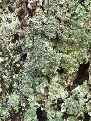 Punctelia appalachensis