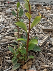 Cotoneaster glaucophyllus